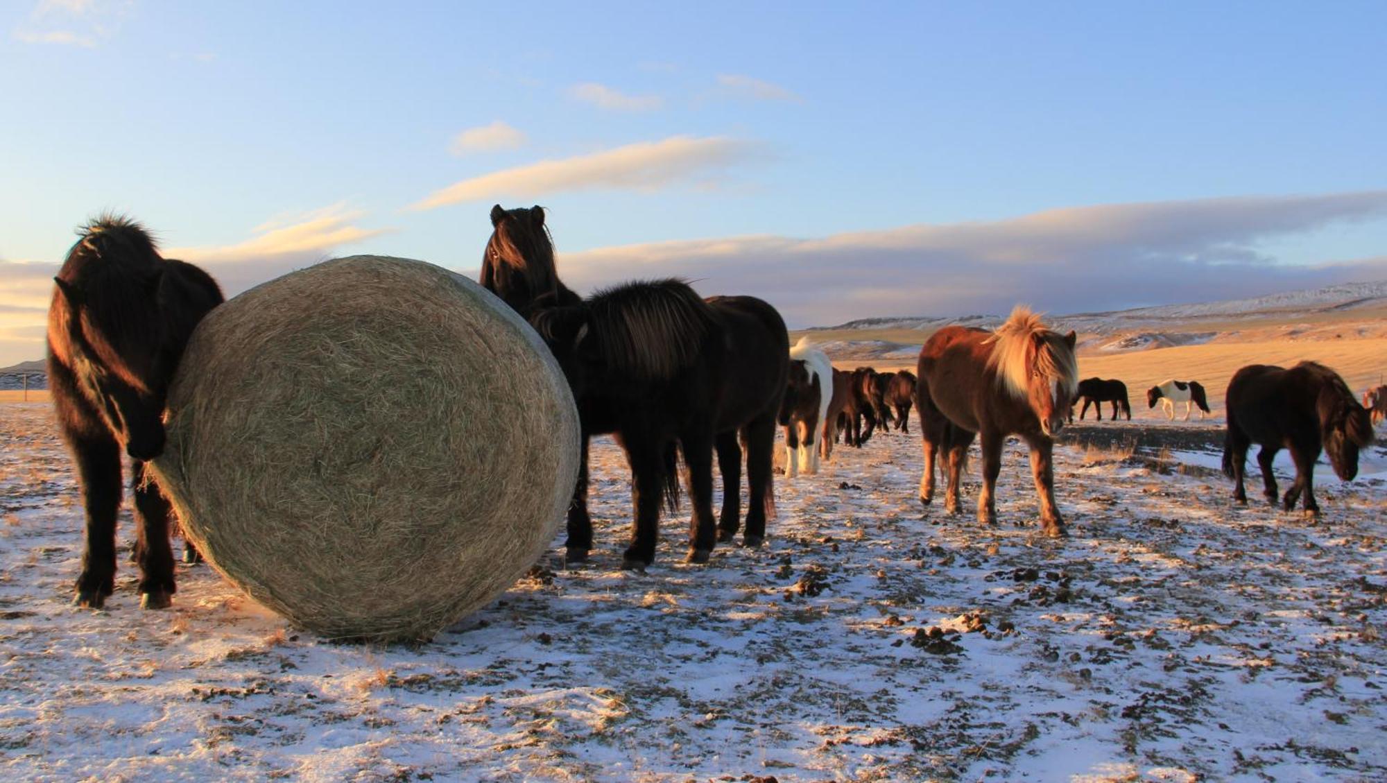 Steinsholt Guesthouse and riding tours * Steinsholt